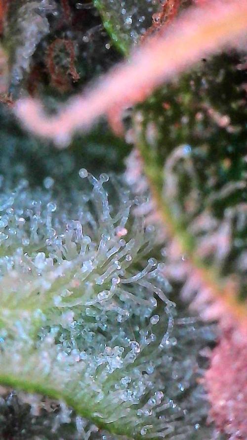 Gorilla Cookies Auto. Week 10 - Day 70