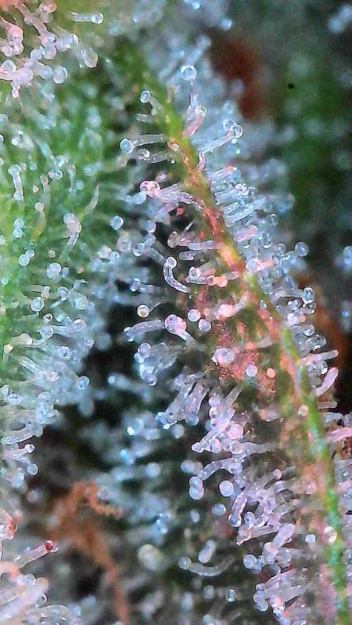 Gorilla Cookies Auto. Week 10 - Day 70