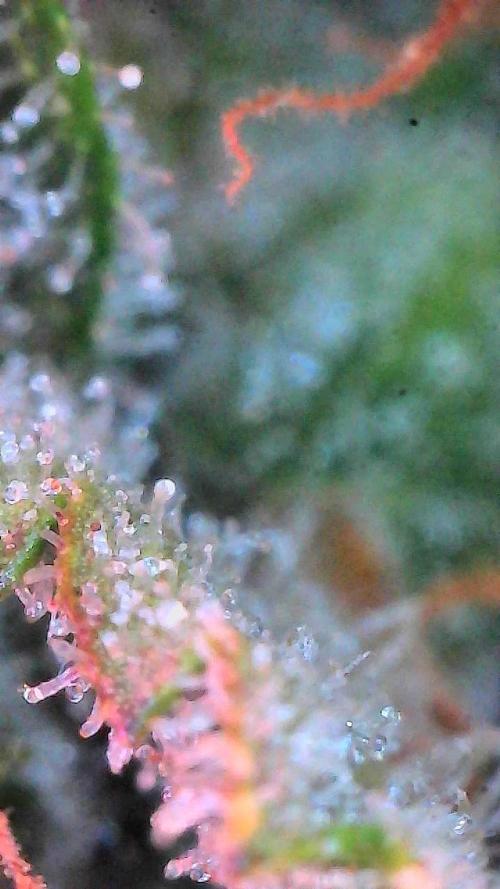 Gorilla Cookies Auto. Week 10 - Day 70