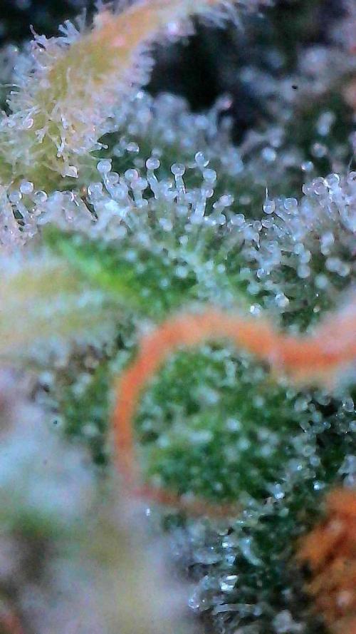 Gorilla Cookies Auto. Week 10 - Day 70