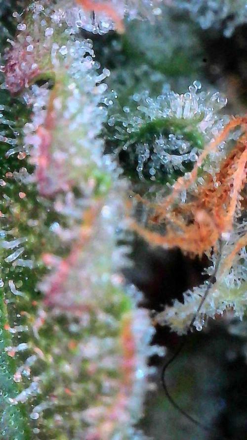 Gorilla Cookies Auto. Week 10 - Day 70