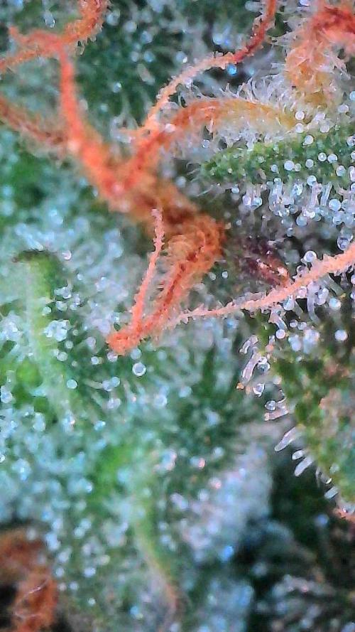 Gorilla Cookies Auto. Week 10 - Day 70