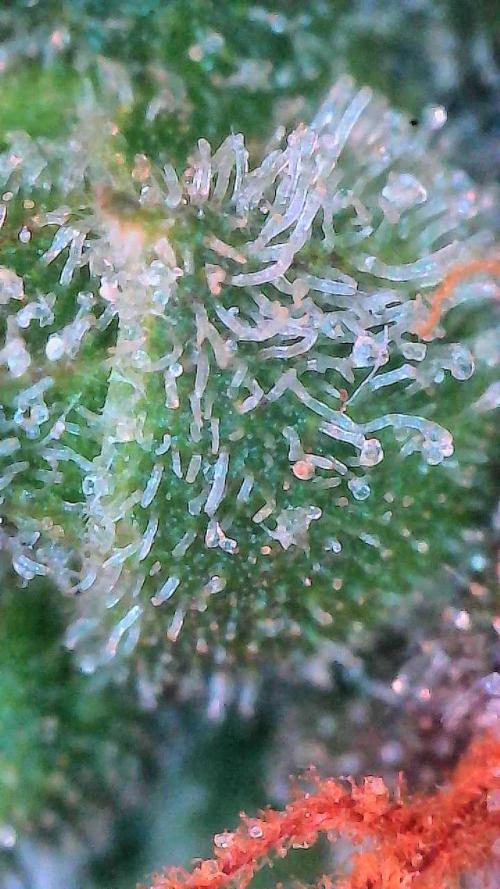 Gorilla Cookies Auto. Week 11 - Day 72