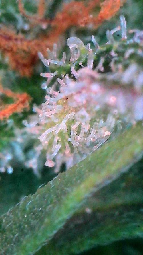 Gorilla Cookies Auto. Week 11 - Day 72