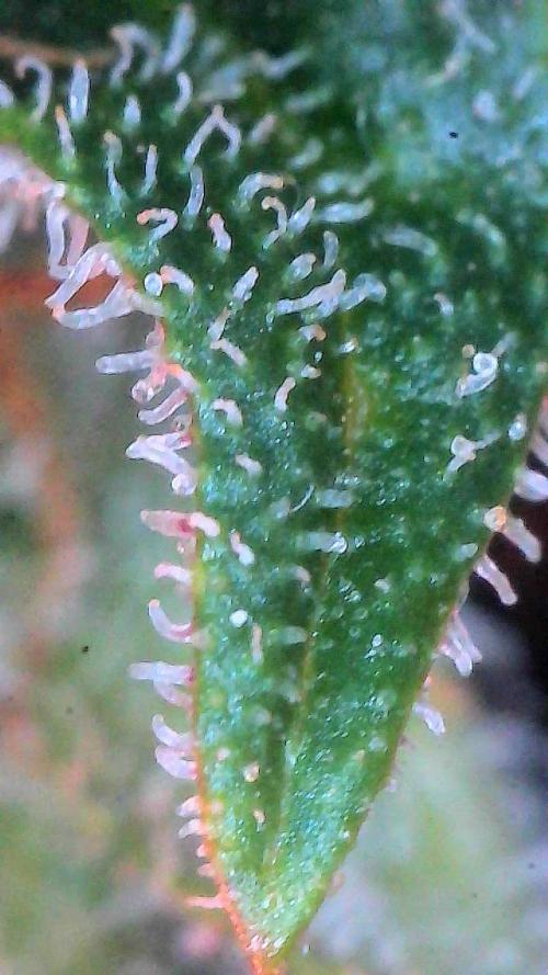 Gorilla Cookies Auto. Week 11 - Day 72