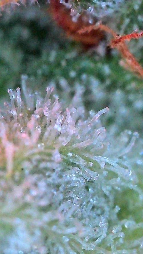 Gorilla Cookies Auto. Week 11 - Day 72