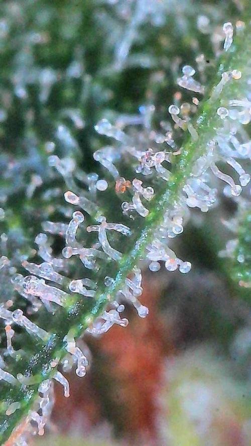 Gorilla Cookies Auto. Week 11 - Day 72