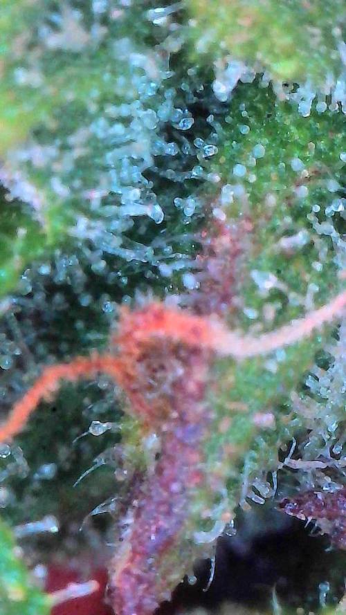 Gorilla Cookies Auto. Week 11 - Day 72