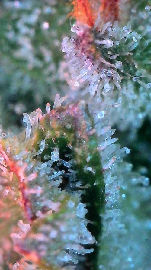 Gorilla Cookies Auto. Week 11 - Day 72