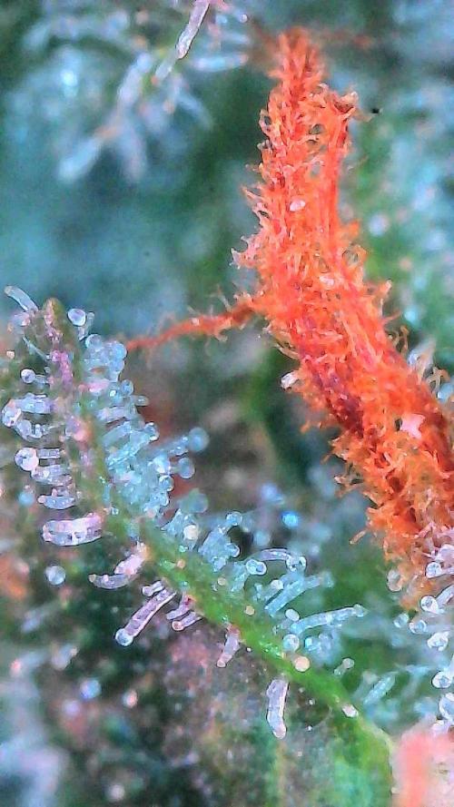 Gorilla Cookies Auto. Week 11 - Day 72