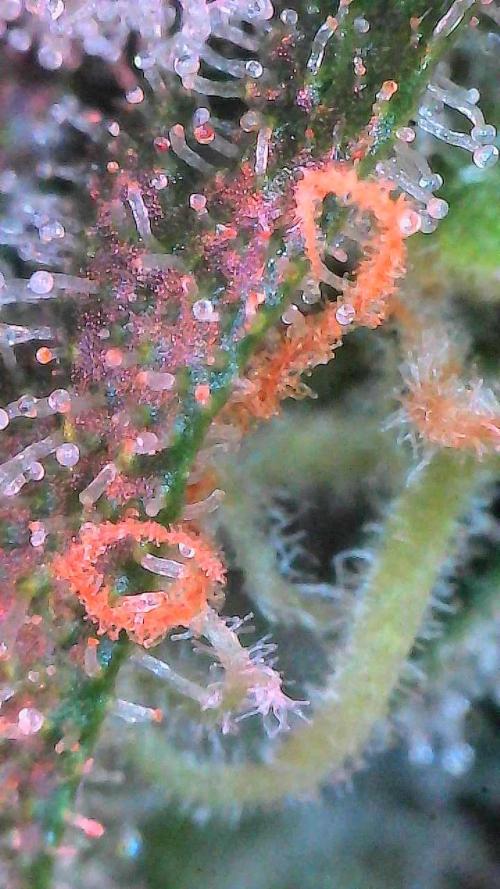 Gorilla Cookies Auto. Week 11 - Day 72