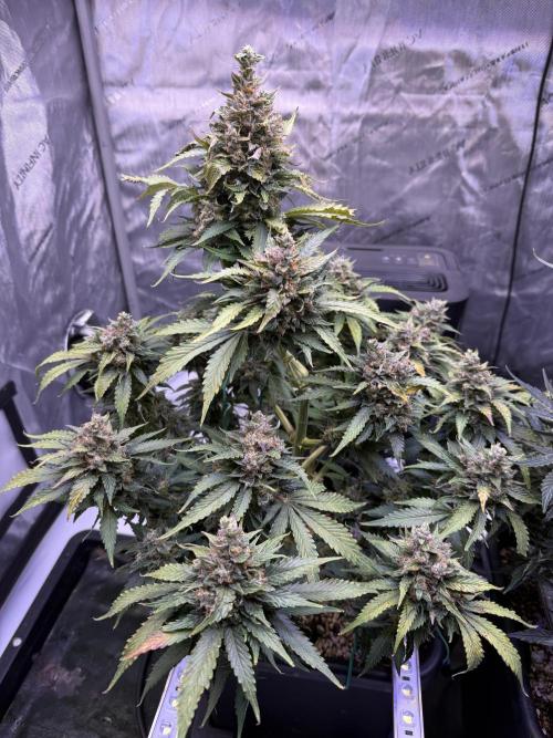 Gorilla Cookies Auto. Week 11 - Day 73