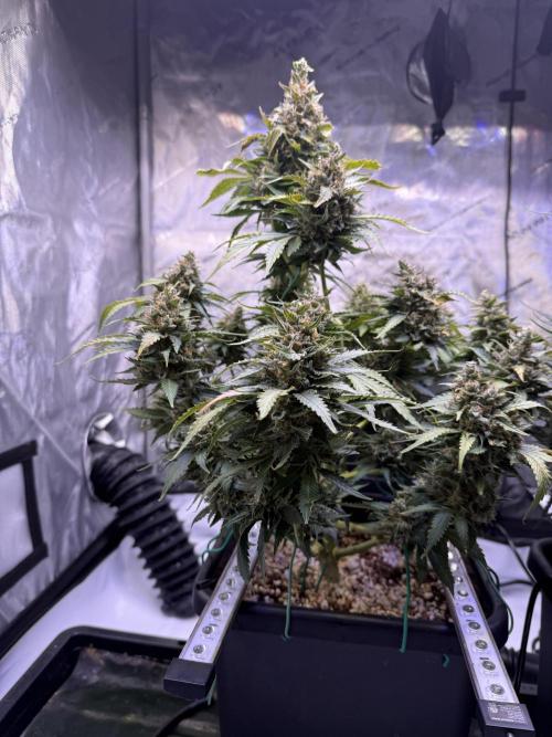 Gorilla Cookies Auto. Week 11 - Day 73