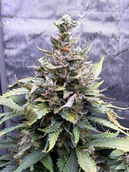 Gorilla Cookies Auto. Week 11 - Day 73