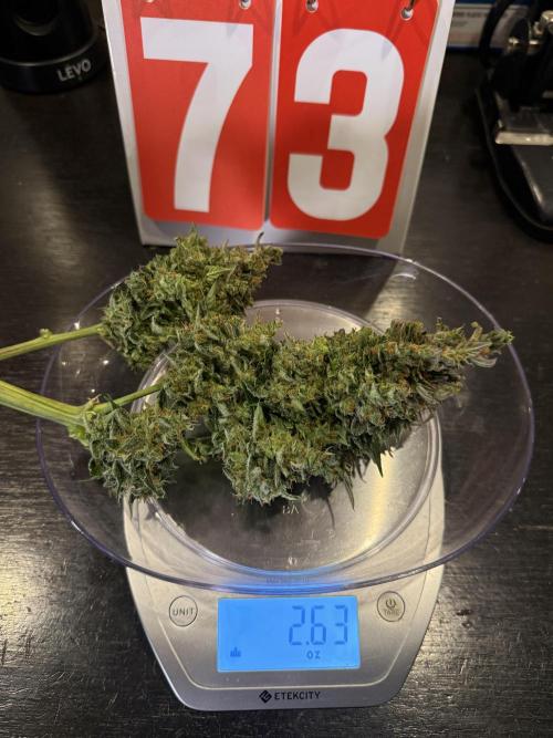 Gorilla Cookies Auto. Week 11 - Day 73-top Cola