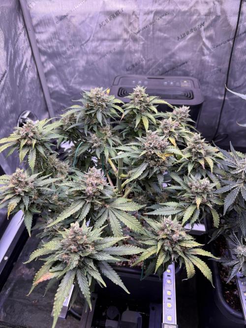 Gorilla Cookies Auto. Week 11 - Day 73-After Top Cola chop