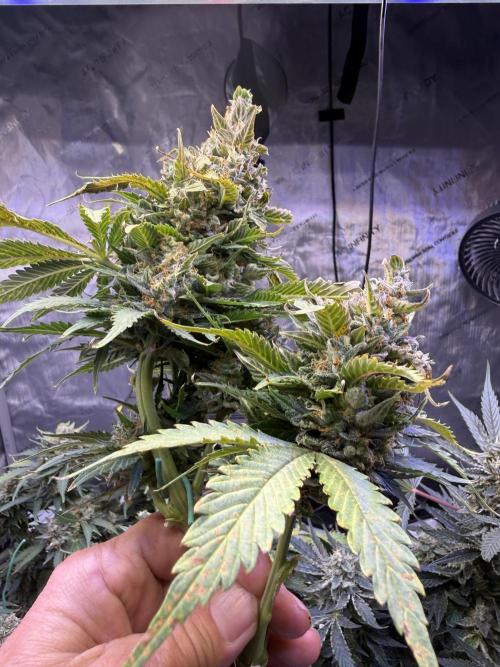 Gorilla Cookies Auto. Week 11 - Day 73-Top Cola Chop