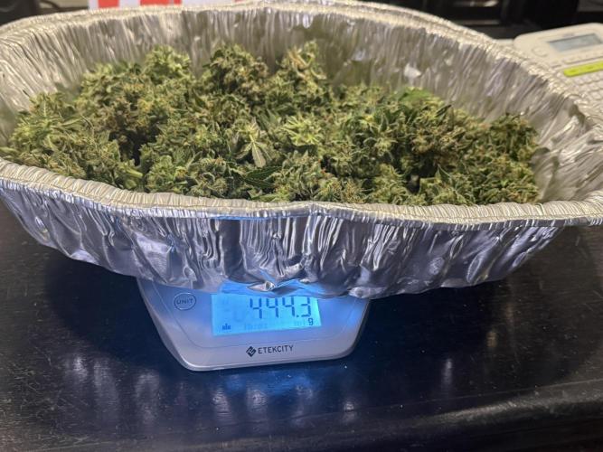 Gorilla Cookies Auto. Week 12 - Day 75 cut