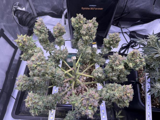 Gorilla Cookies Auto. Week 12 - Day 75 Before chop