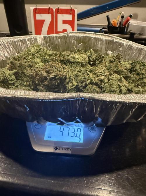 Gorilla Cookies Auto. Week 12 - Day 75 Harvest