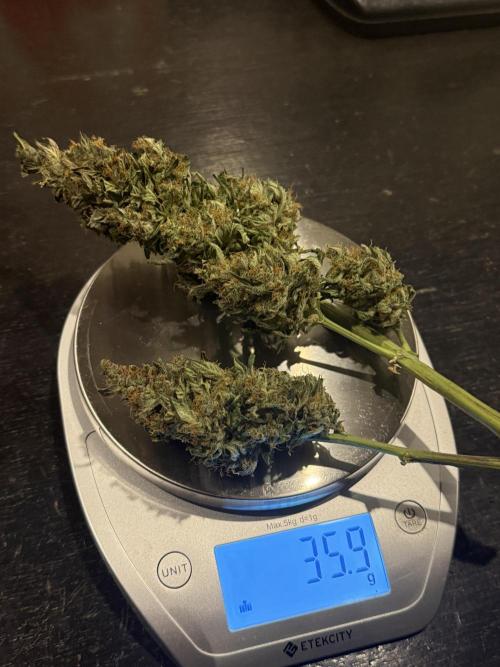 Gorilla Cookies Auto. Week 12