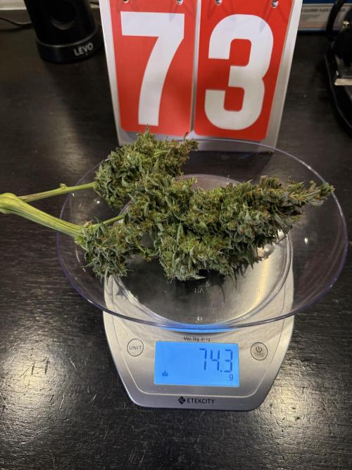 Gorilla Cookies Auto. Week 12 - Day 73-Cut