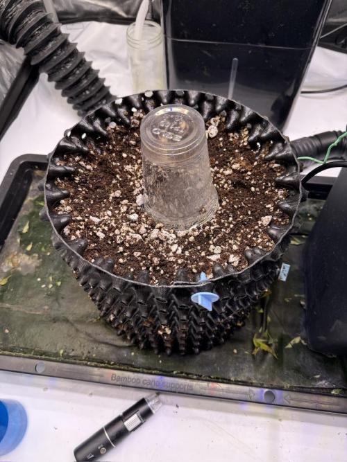 Jack Herer Auto. Week 0 - Feb 7-Seeds into Airpot