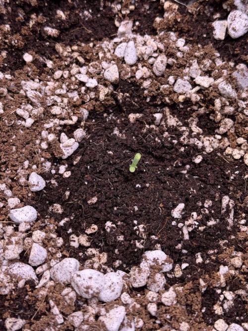 Jack Herer Auto. Week 0 - Feb 9-Sprout