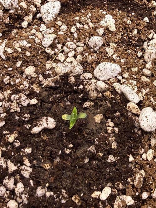 Jack Herer Auto. Week 1 - Day 2