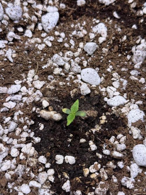 Jack Herer Auto. Week 1 - Day 3