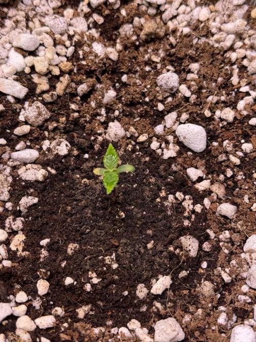 Jack Herer Auto. Week 1 - Day 4