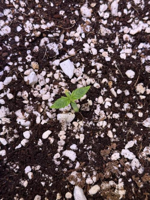 Jack Herer Auto. Week 1 - Day 5