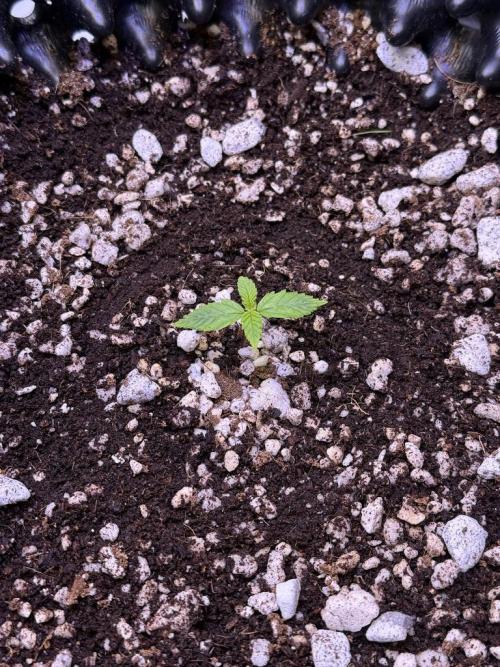 Jack Herer Auto. Week 1 - Day 6