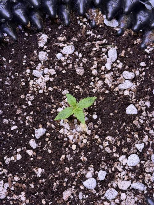Jack Herer Auto. Week 1 - Day 7