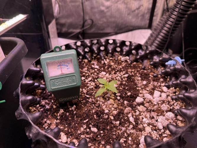 Jack Herer Auto. Week 2 - Day 8