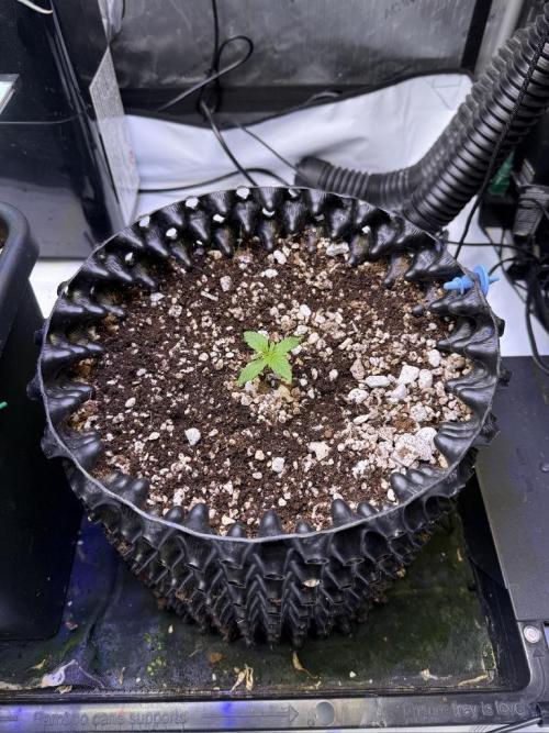 Jack Herer Auto. Week 2 - Day 8