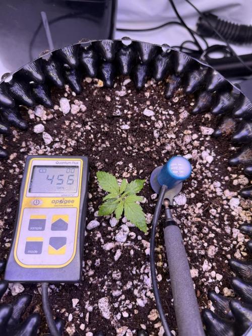 Jack Herer Auto. Week 2 - Day 9-Light readings