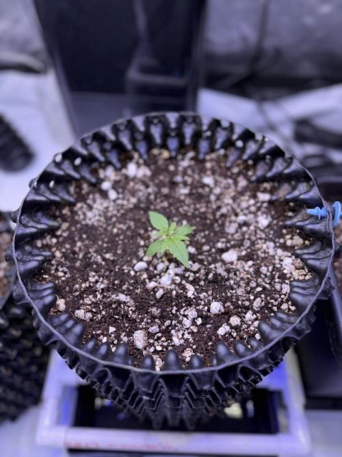 Jack Herer Auto. Week 2 - Day 9