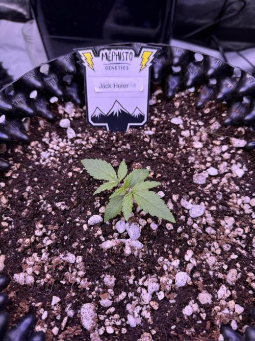 Jack Herer Auto. Week 2 - Day 10