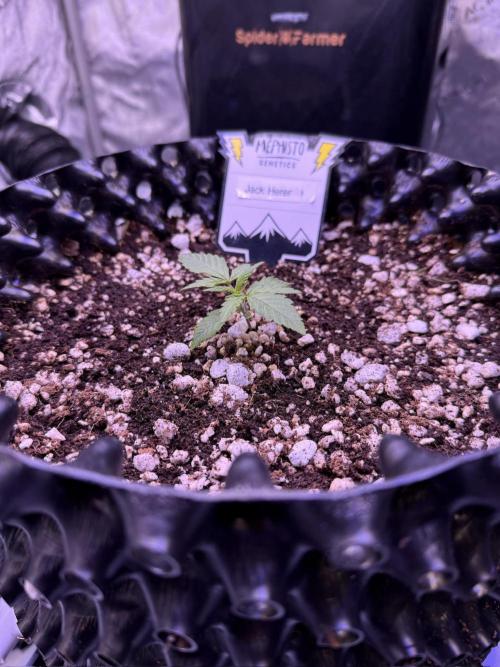 Jack Herer Auto. Week 2 - Day 10