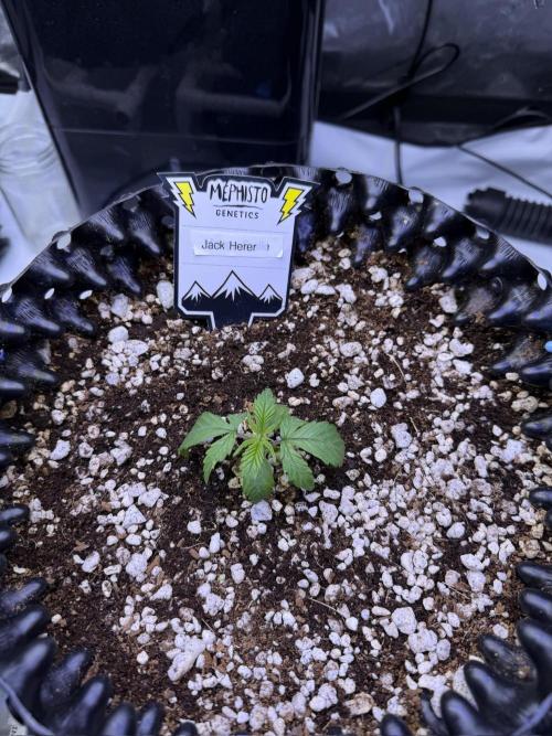 Jack Herer Auto. Week 2 - Day 11