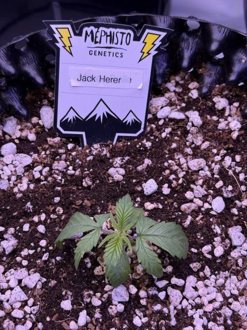 Jack Herer Auto. Week 2 - Day 11
