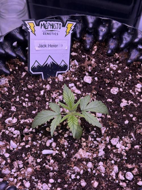 Jack Herer Auto. Week 2 - Day 12