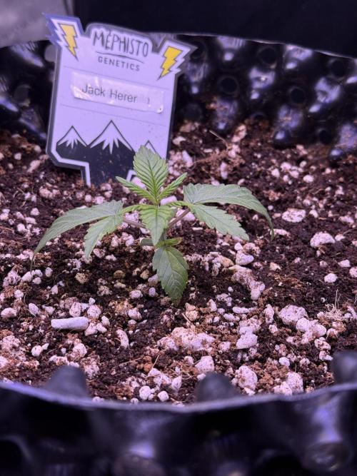 Jack Herer Auto. Week 2 - Day 12