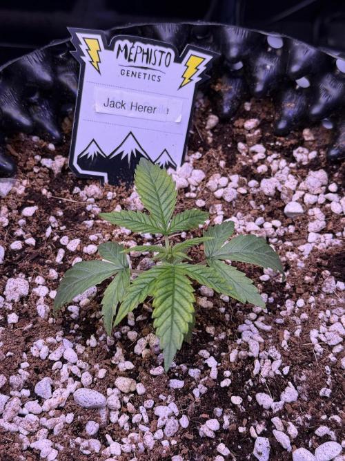 Jack Herer Auto. Week 2 - Day 14
