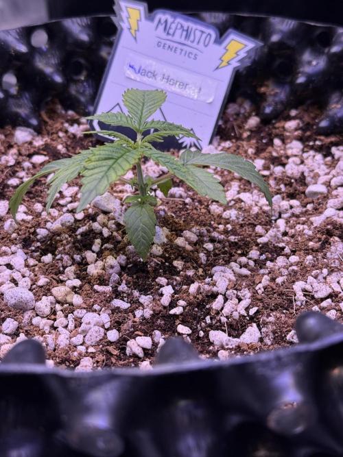 Jack Herer Auto. Week 2 - Day 14