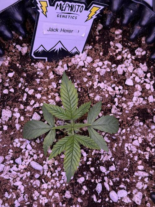 Jack Herer Auto. Week 2 - Day 14