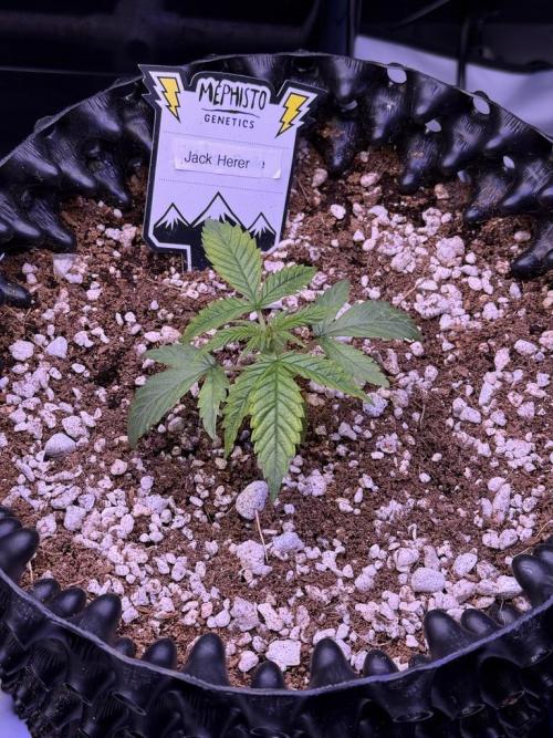 Jack Herer Auto. Week 3 - Day 15