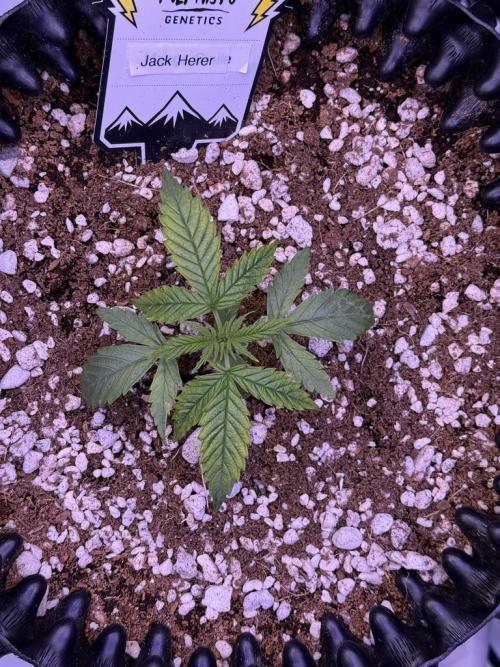Jack Herer Auto. Week 3 - Day 15