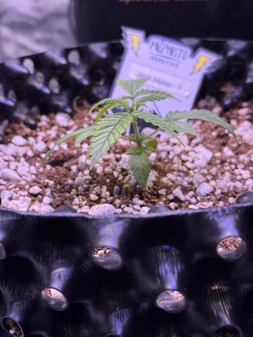 Jack Herer Auto. Week 3 - Day 15